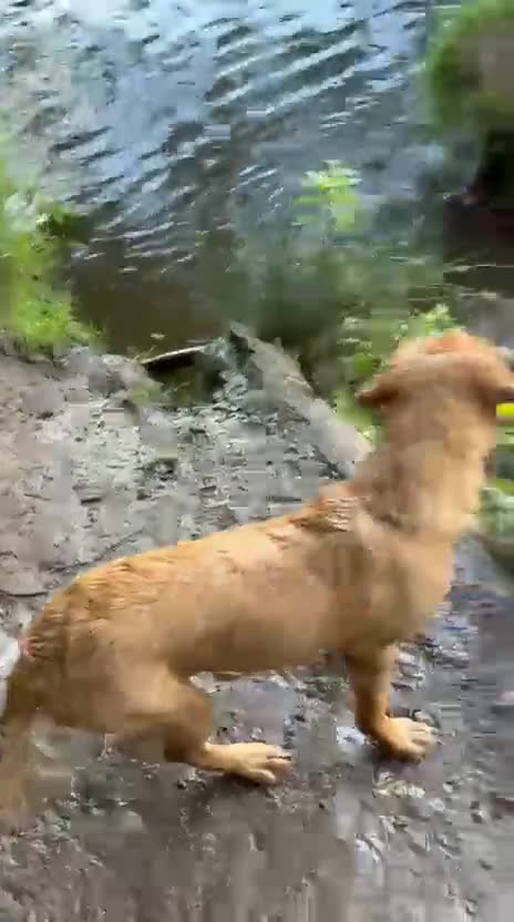 Goldador dogs for sale: 6 Month Old Red - House and Crate Trained  - Video 1