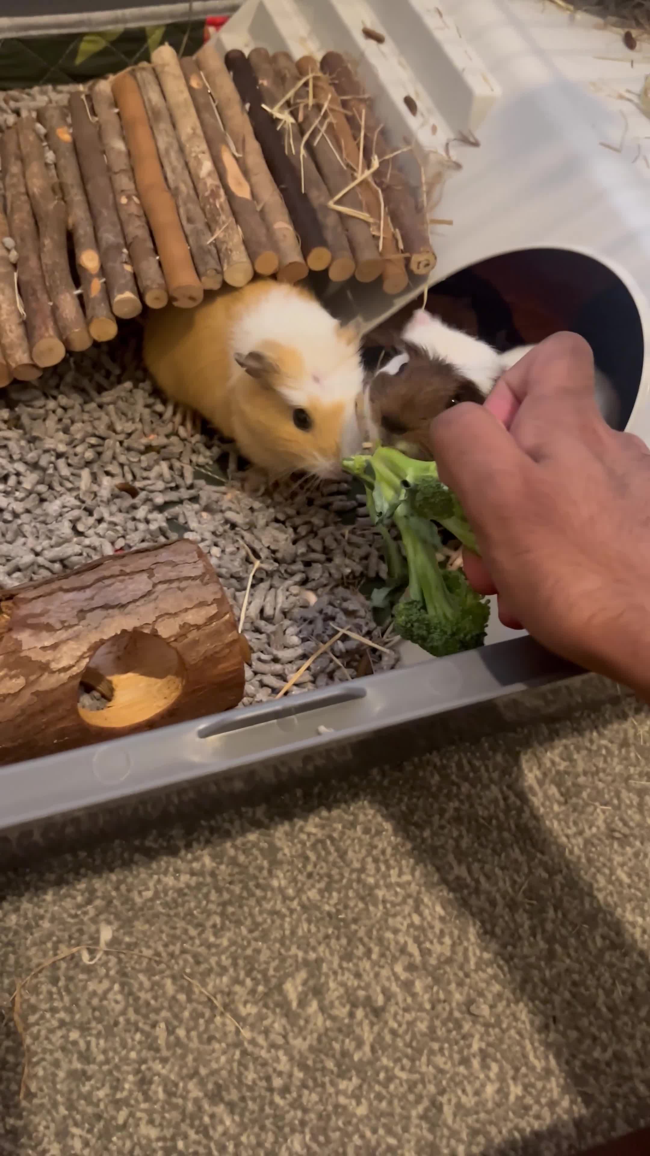 Guinea Pig rodents for sale: 2 Cute Male Guinea Pigs &Complete Kit – Like New - Video 1
