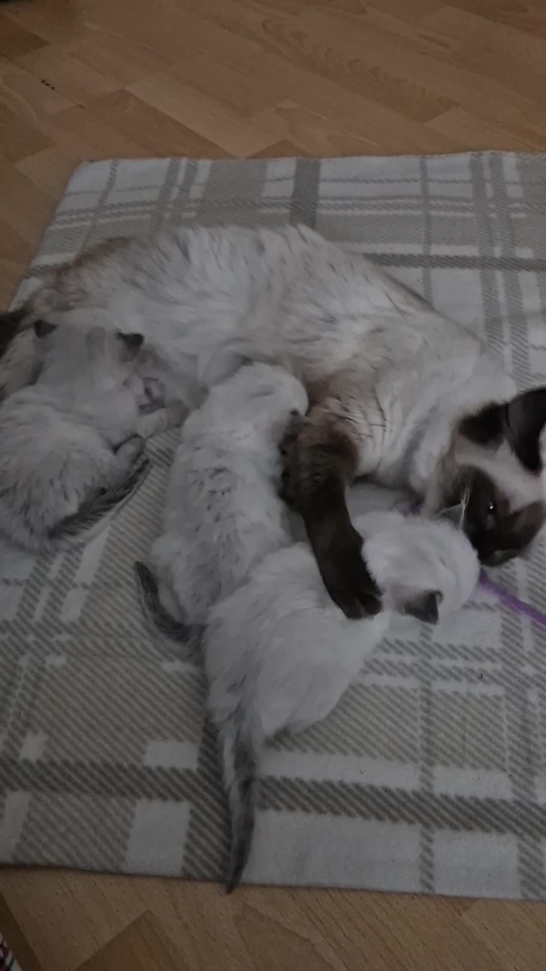 Ragdoll cats for sale: Ragdoll kittens (2 boys left) - Video 1
