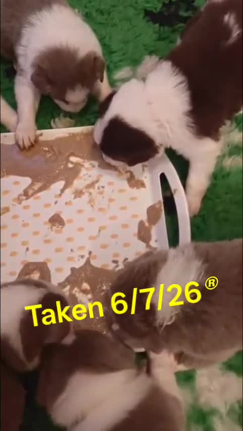 Border Collie dogs for sale: KC registered Border collie pups for sale - Video 2