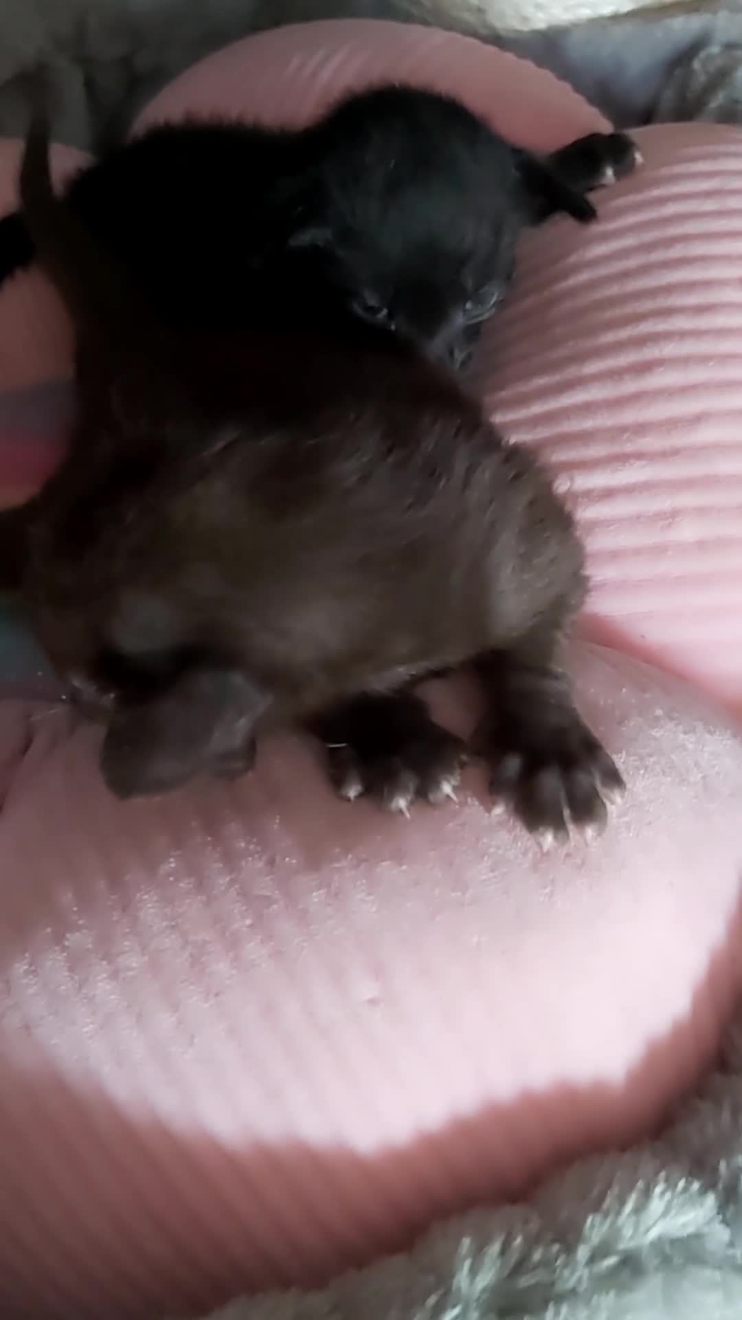 Oriental cats for sale: Full Pedigree Oriental 6 Kittens XL size ears GCCF - Video 1