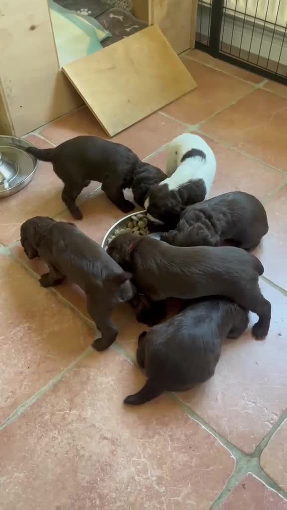 Cocker Spaniel dogs for sale: Beautiful working cocker spaniels  - Video 3