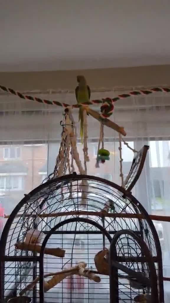 Parakeets birds for sale: Alexandrine Parakeet in Bathgate - Video 1