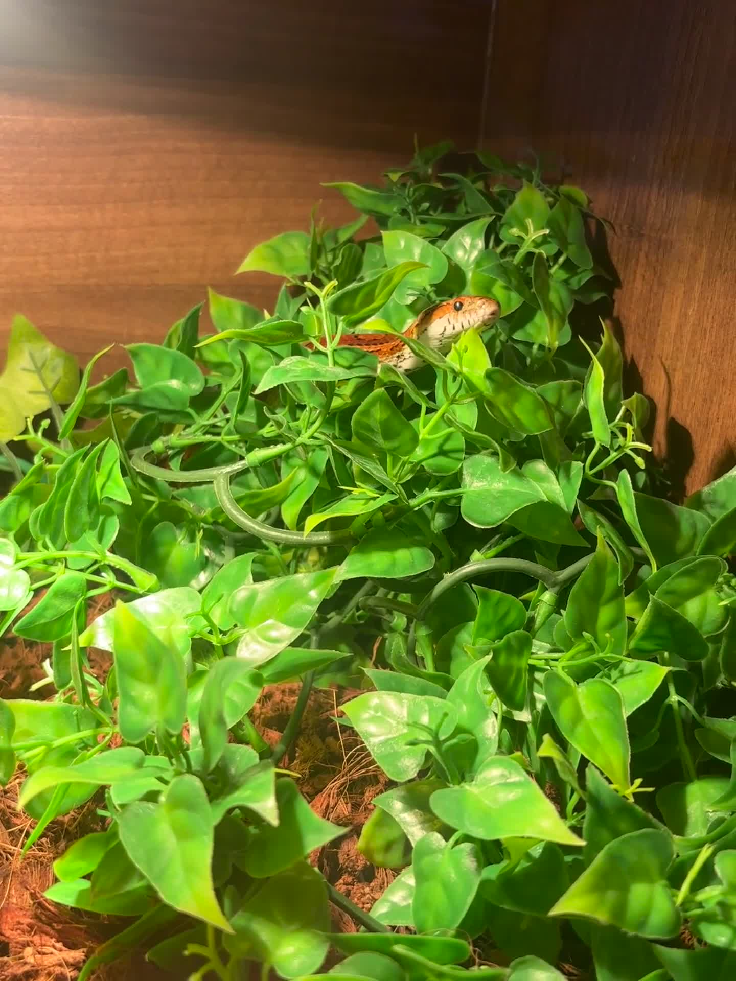 Corn Snake reptiles for sale: Fire-red corn snake, full set-up included. in Pontefract - Video 1