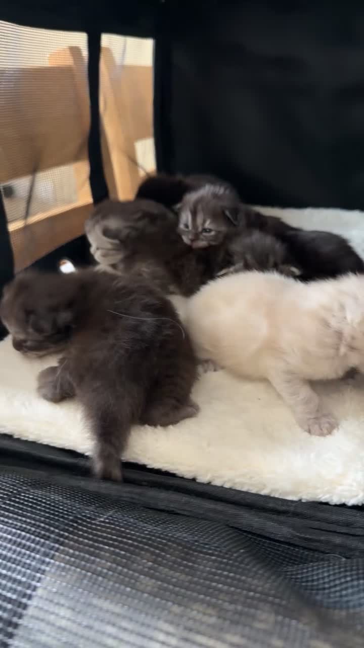 Persian cats for sale: Pure bred Chinchilla Persians  in Sheffield - Video 2