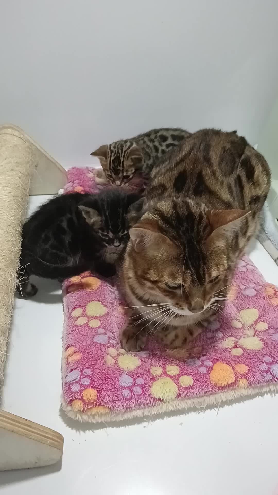 Bengal cats for sale: Pure Bengal kittens - Video 1