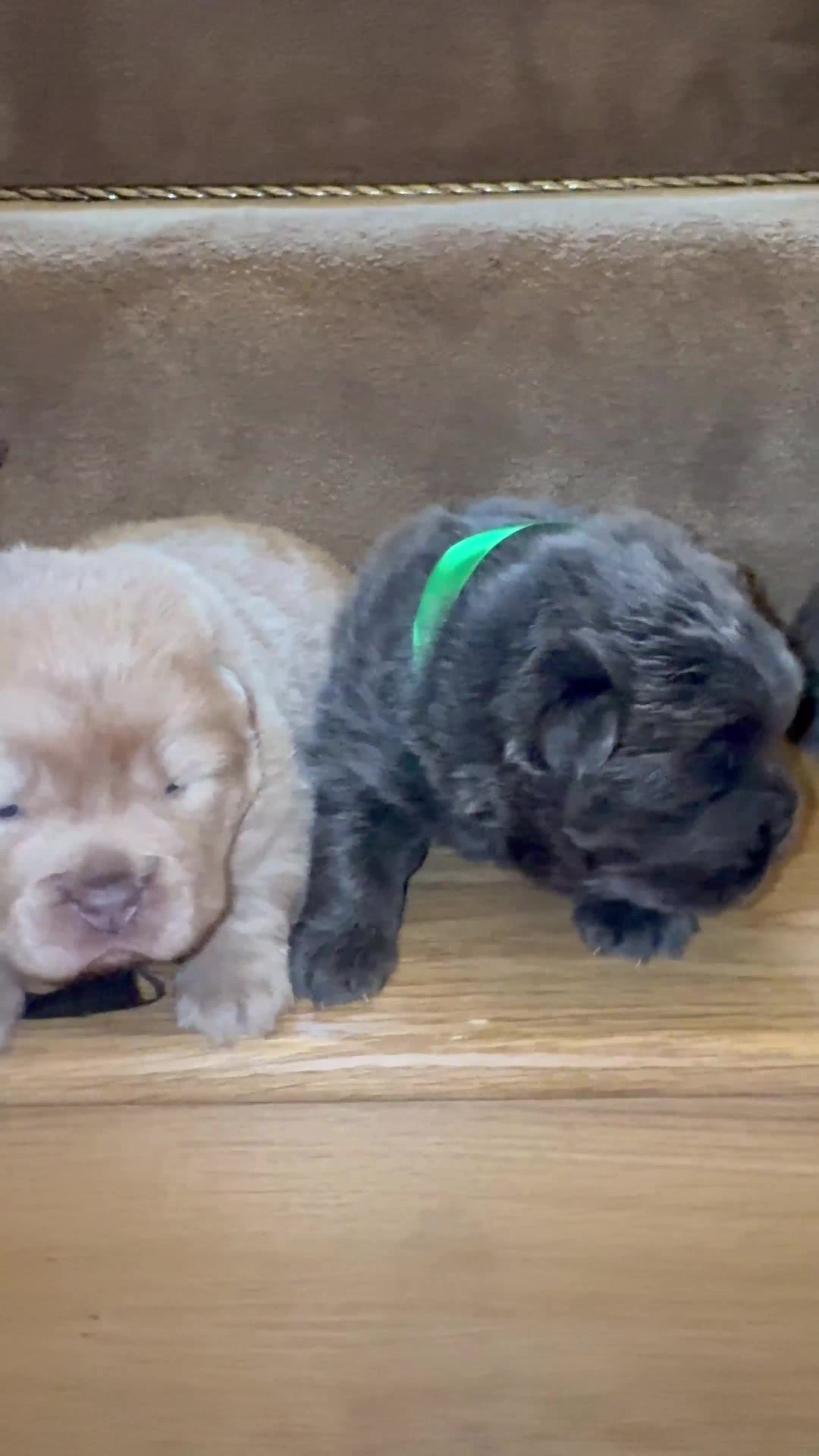 Chow Chow dogs for sale: Stunning kc reg puppies  - Video 2