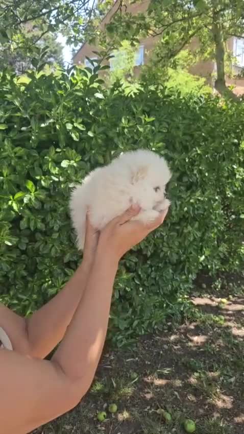 Pomeranian dogs for sale: Amazing toys pomeranian puppies  - Video 2