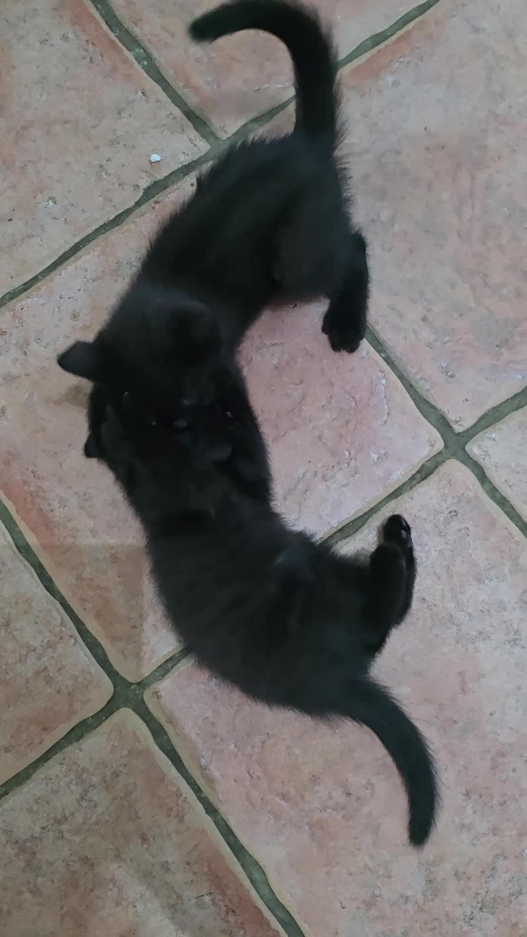 British Shorthair cats for sale: Brother and sister - Video 1