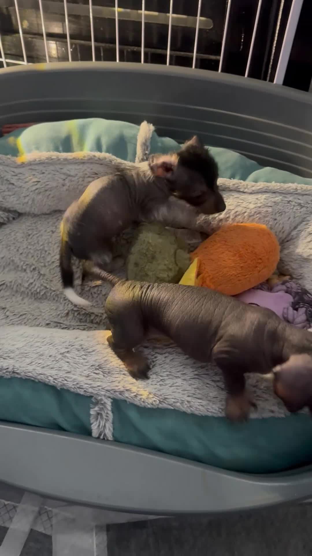 Mixed Breed dogs for sale: Miniature dachshund x Chinese crested  - Video 1