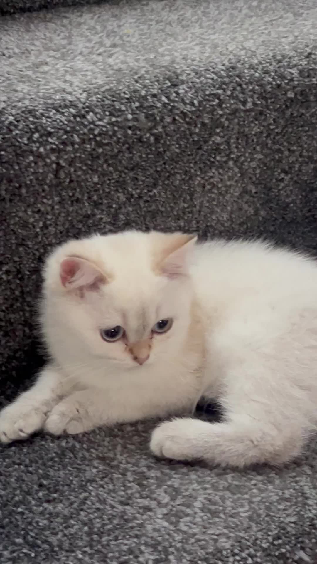 British Shorthair cats for sale: Beautiful golden white British short hair  - Video 5