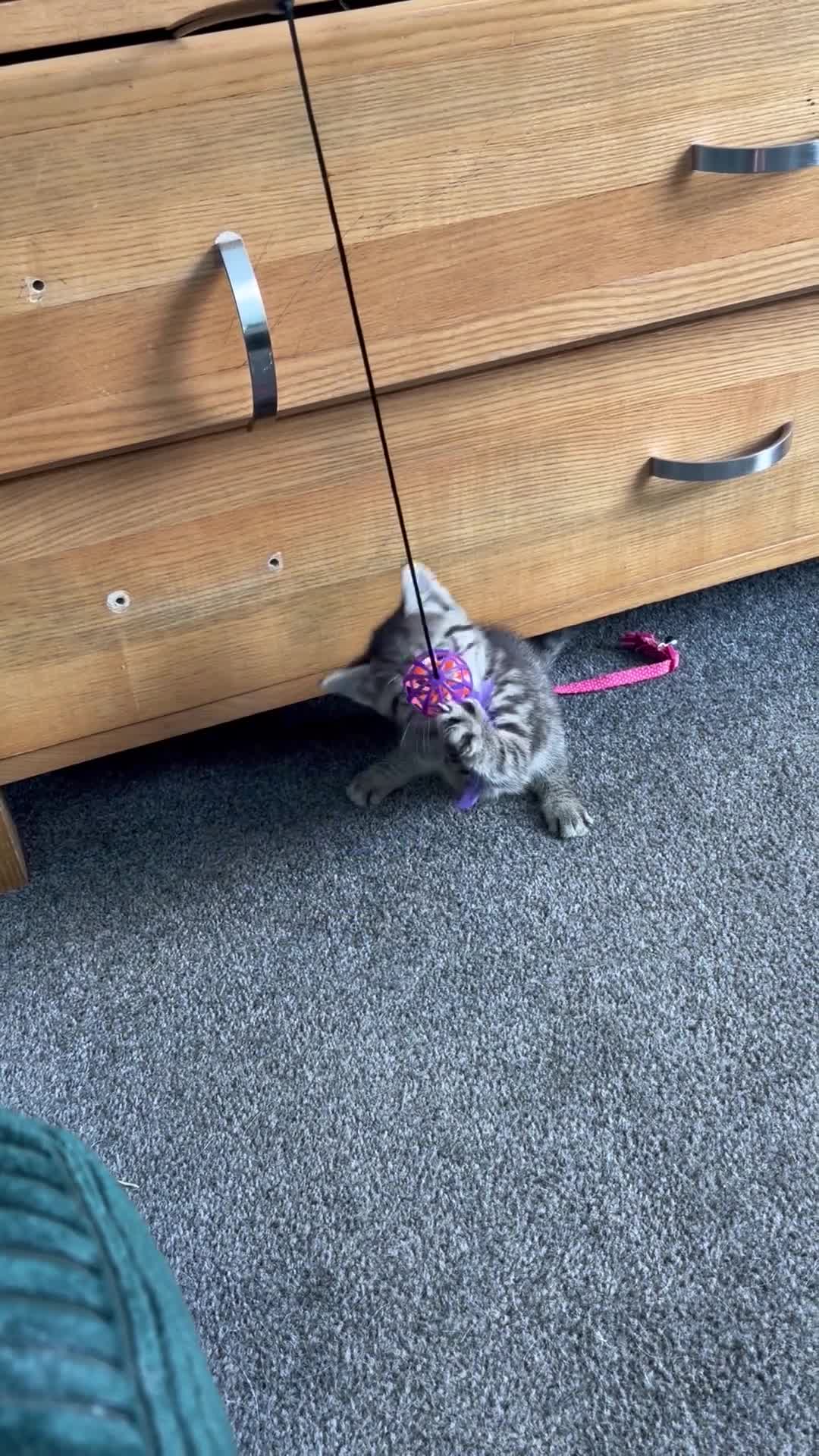 Mixed Breed cats for sale: Female beautiful tabby  in Bexhill-on-Sea - Video 1