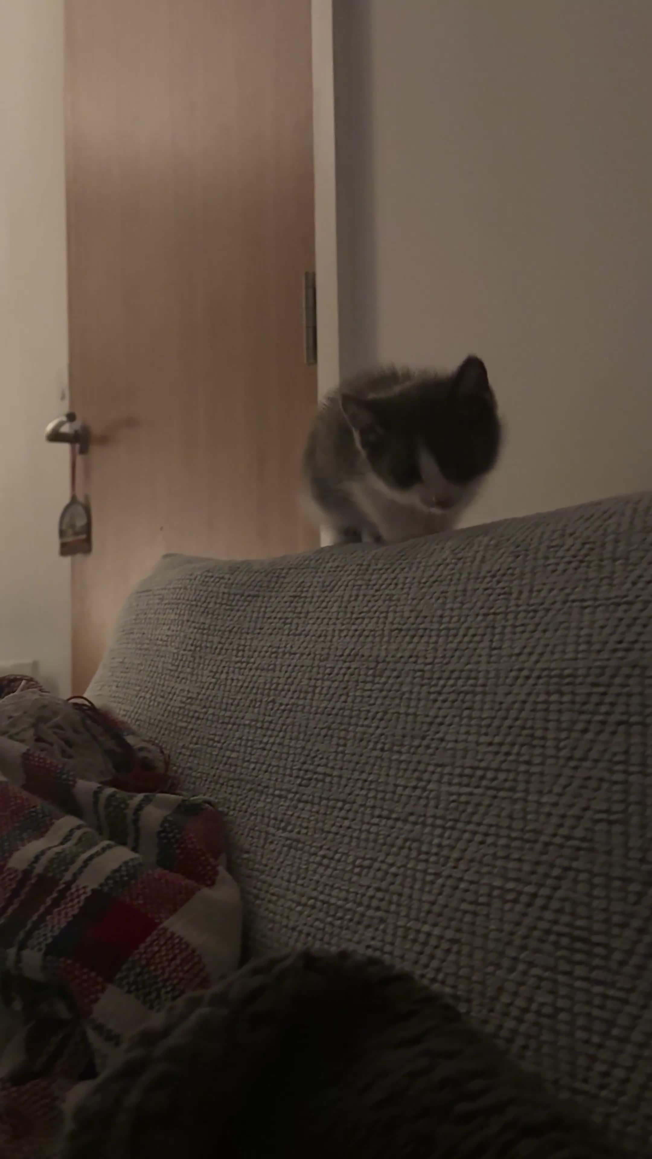 Mixed Breed cats for sale: Jacky - Video 1