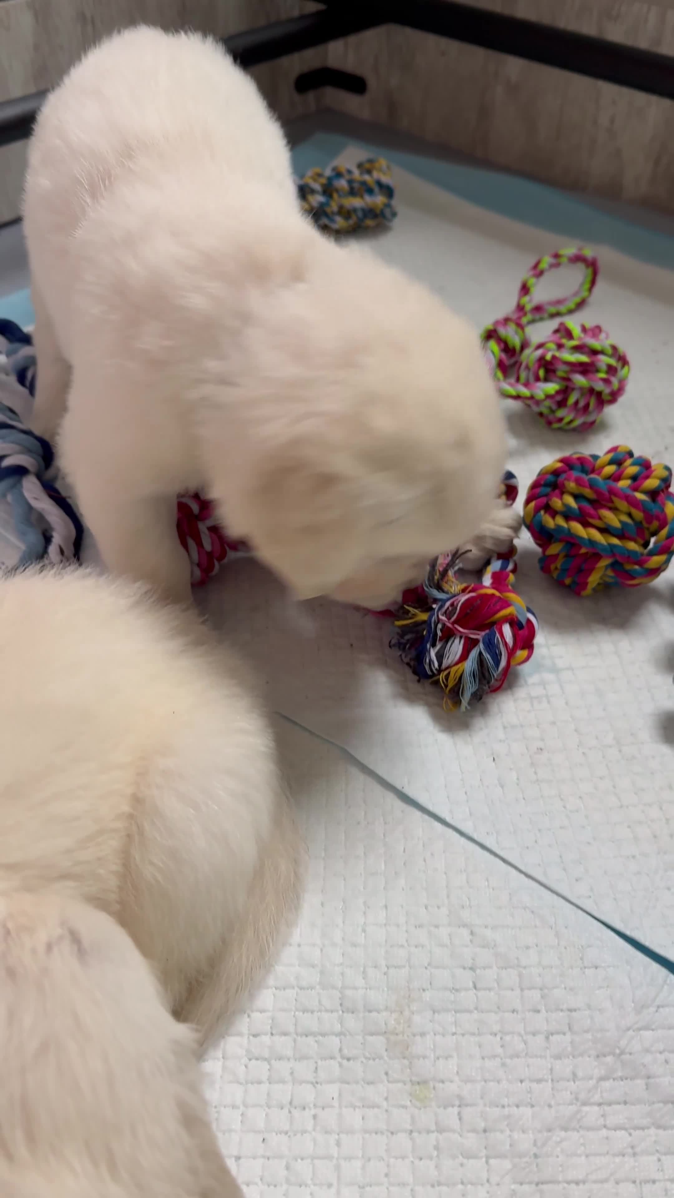 Golden Retriever dogs for sale: 1 LEFT *Ready to Go* Golden Retriever puppies 🐾 - Video 4