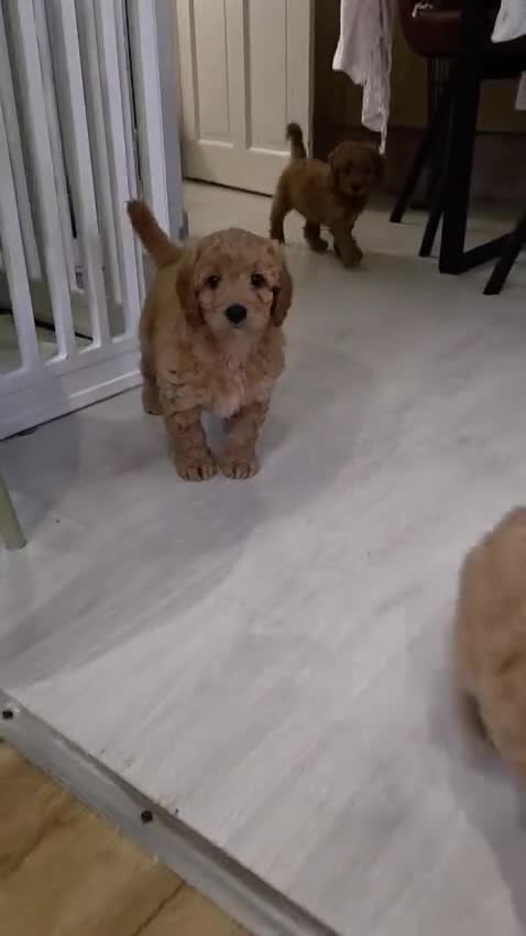 Cavapoo dogs for sale: Cavapoo looking for a forever home  - Video 2