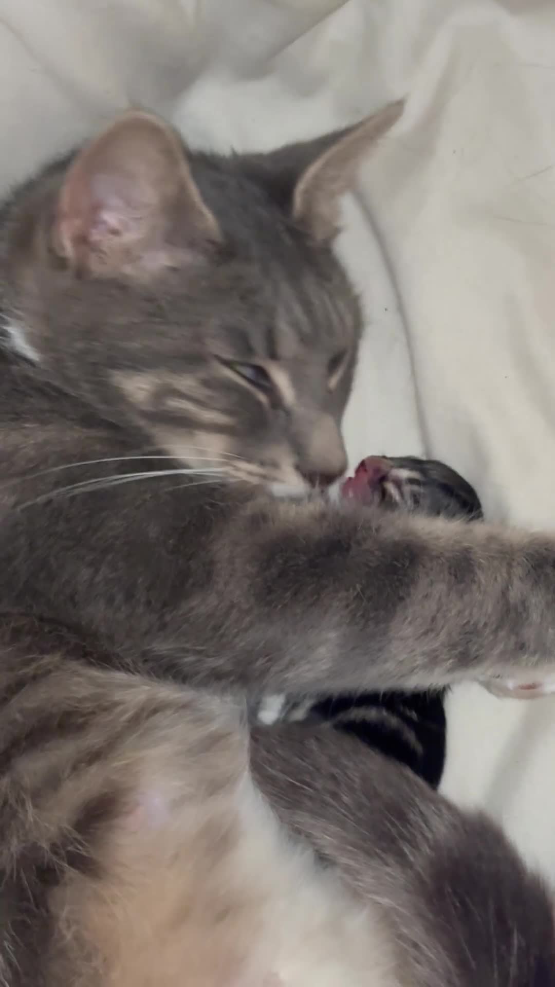 Domestic Shorthair cats for sale: Beautiful mixed breed kittens  in Jarrow - Video 1