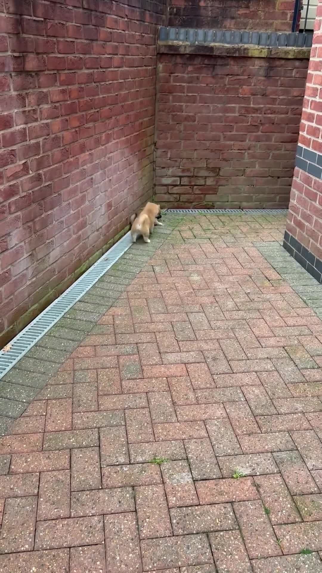 Japanese Shiba Inu dogs for sale: Health Tested Japanese Shiba Inu Puppies  - Video 1