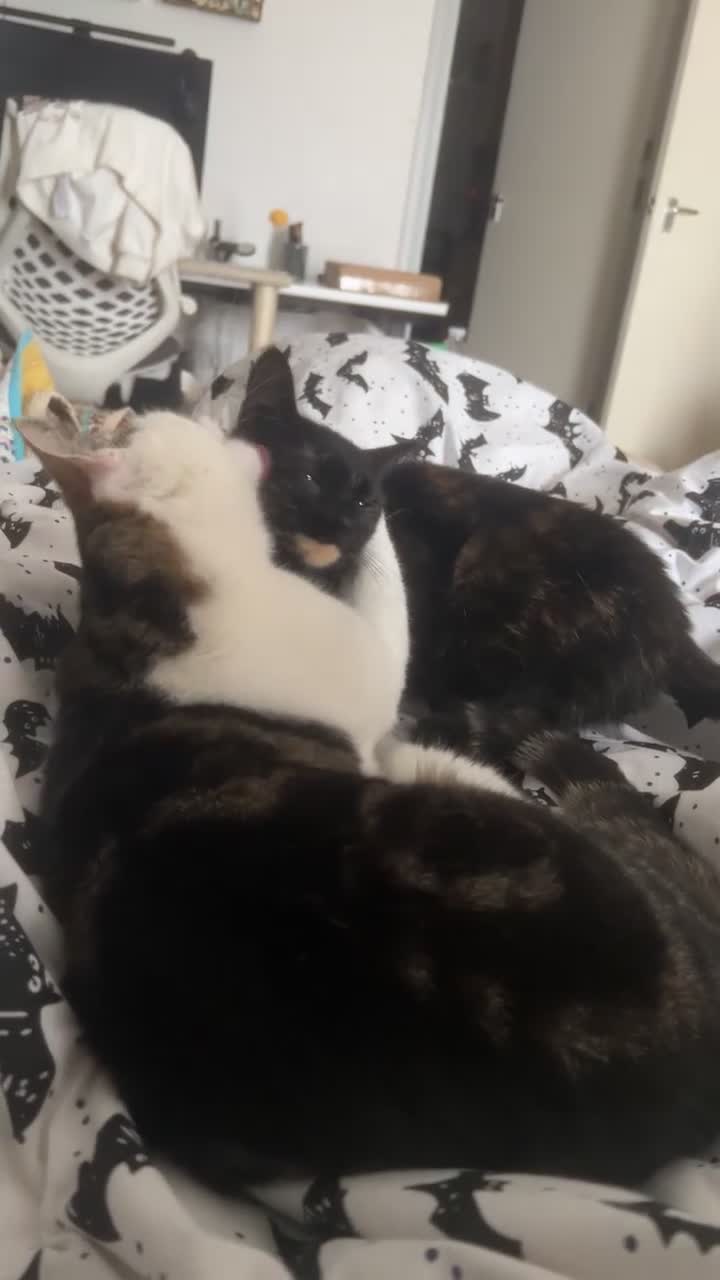 Domestic Shorthair cats for sale: Beautiful Tortoiseshell Domestic Shorthair Cat - Video 2