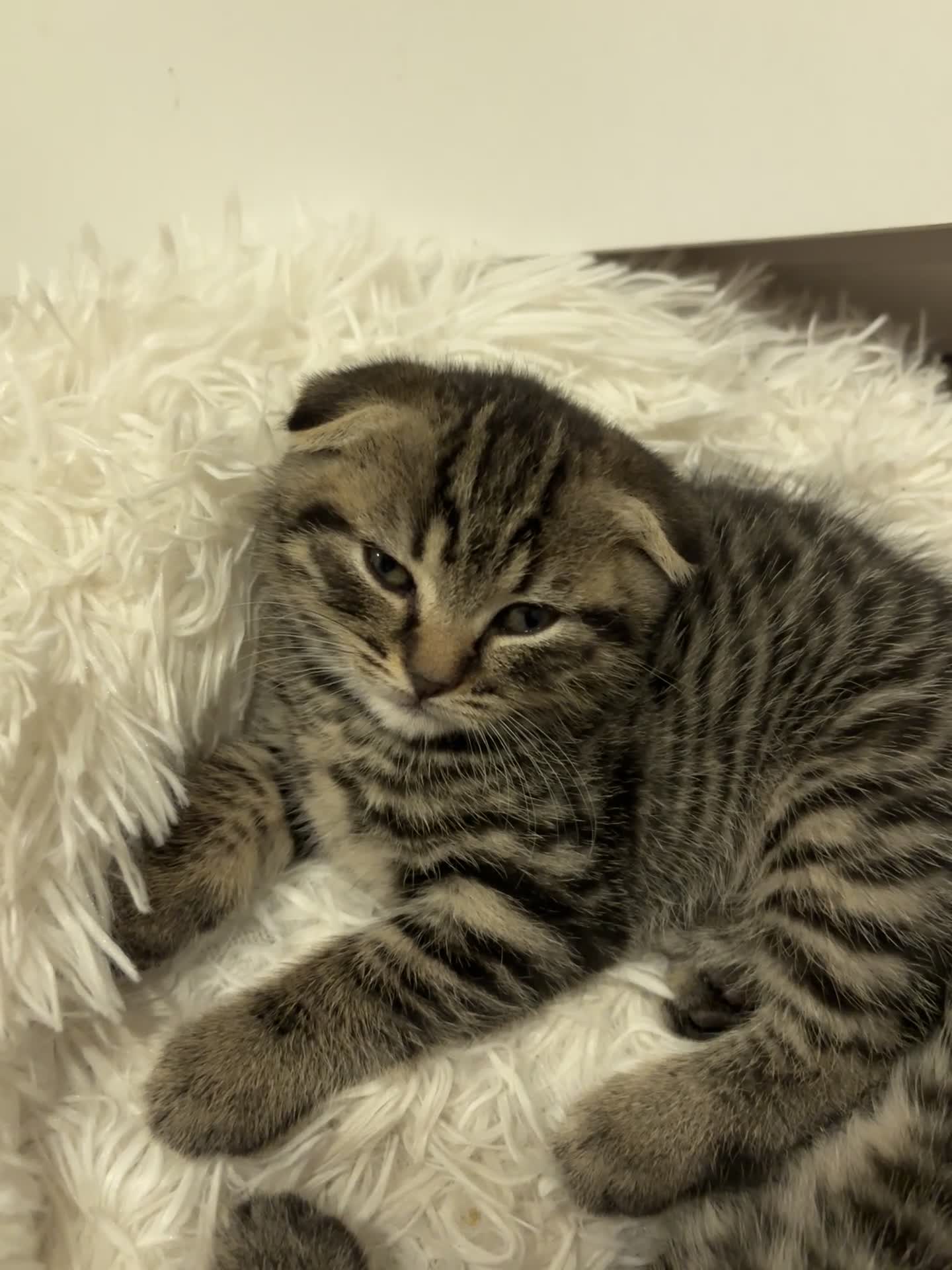 Mixed Breed cats for sale: Tabby Scottish Fold kittens - Video 2