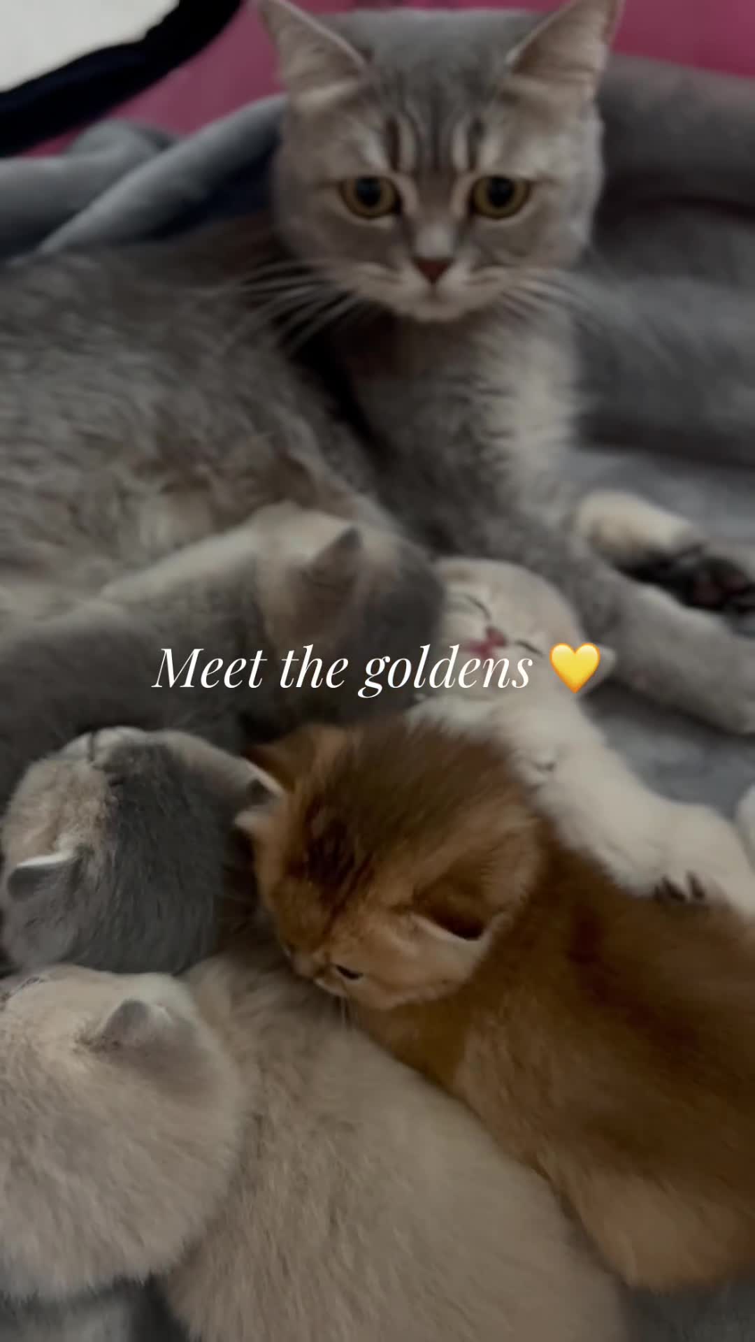 British Shorthair cats for sale: Stunning litter of 6 nuggets! - Video 2