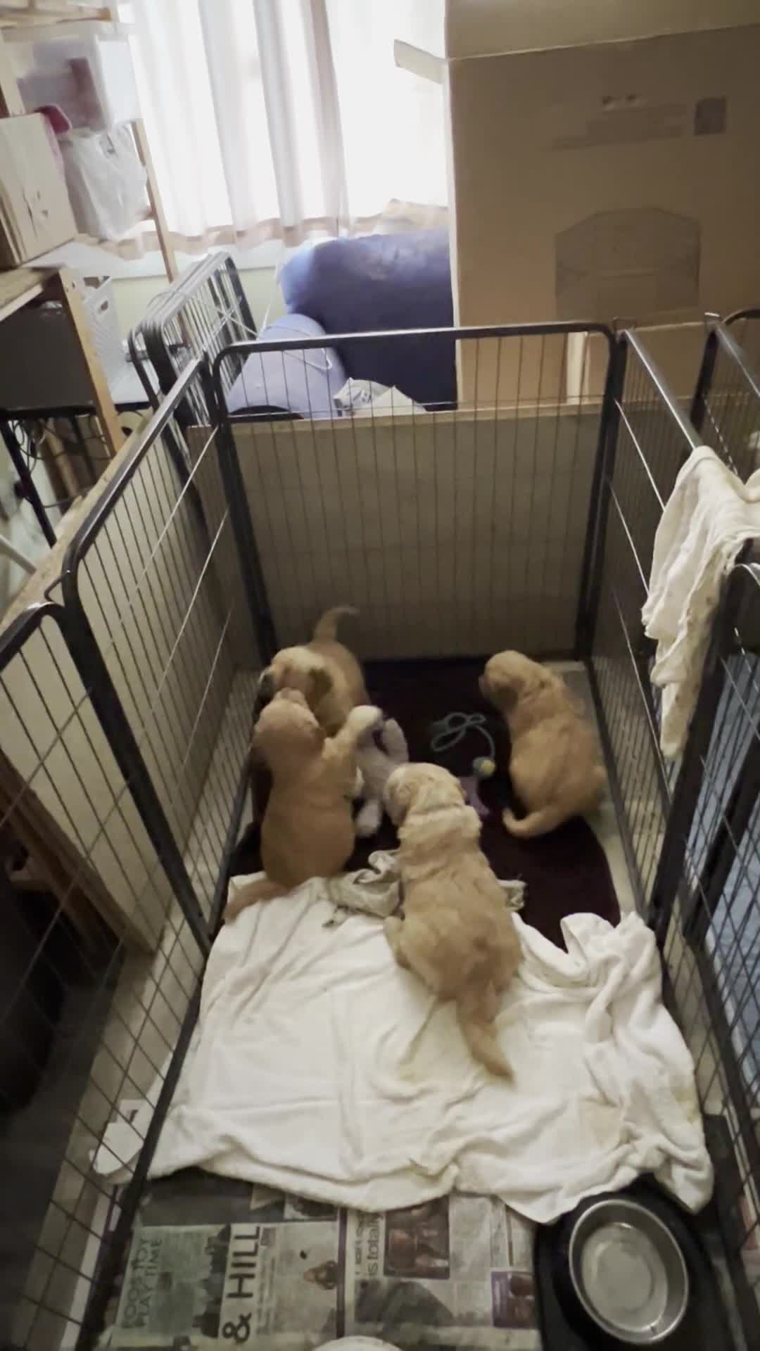 Golden Retriever dogs for sale: 🐾 Golden Retriever Puppies – Raised with Love 🐾 - Video 1
