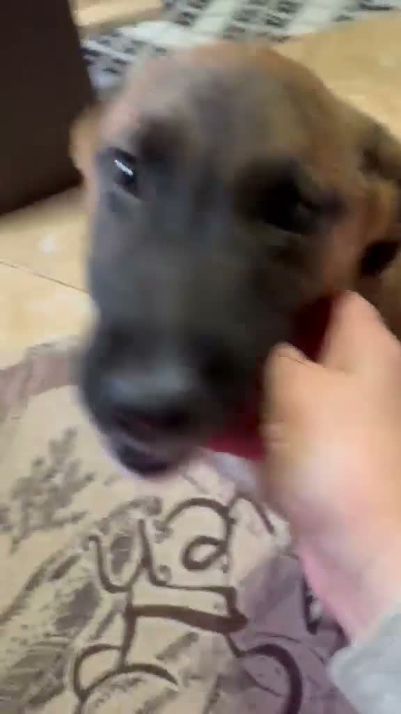 Mixed Breed dogs for adoption: 🐾🐕💙ROLLO - a Superb Boy for a Loving Home🐕🐾🏡 - Video 5