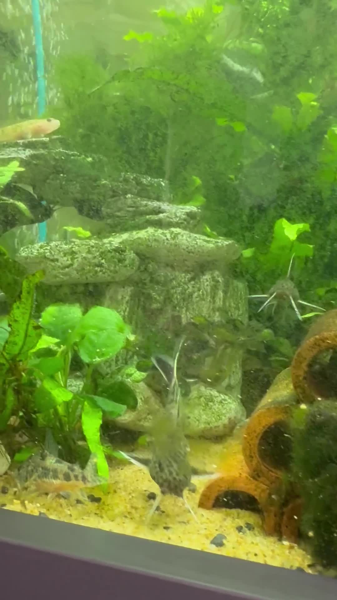 Other/Mixed Breed fish for sale: Fluval168L Aquarium+Cabinet+Fluval 407 Filter - Video 1