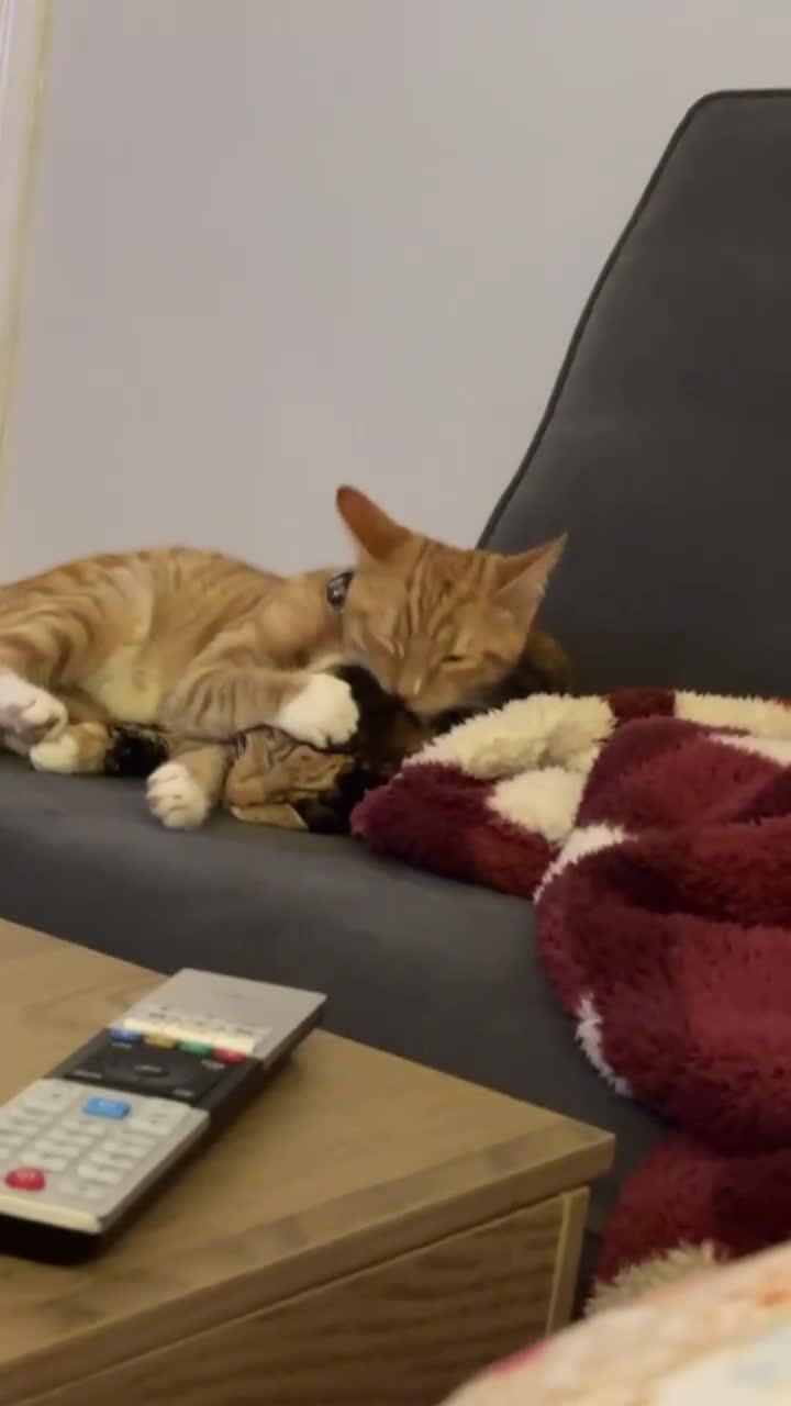 British Shorthair cats for sale: Ginny and Joey - Video 1