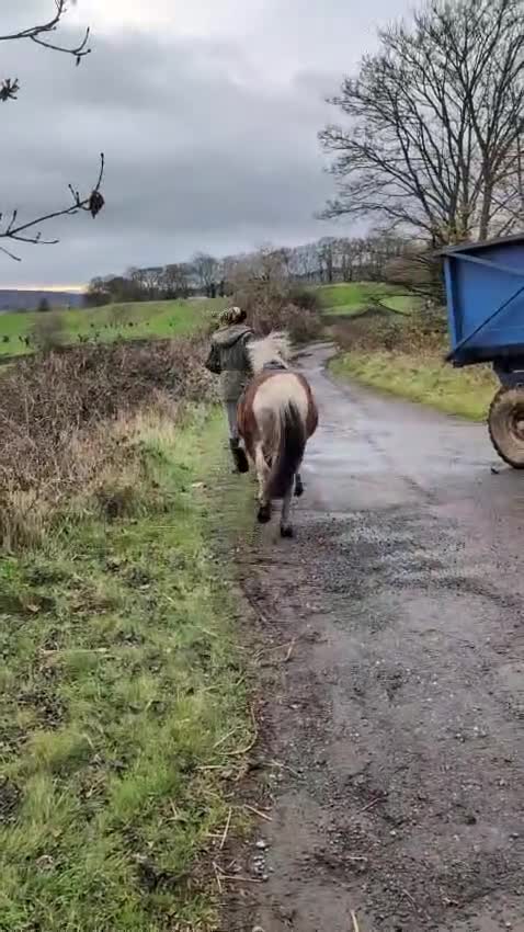 Dartmoor horses for sale: Beautiful 12,2 gelding  - Video 1