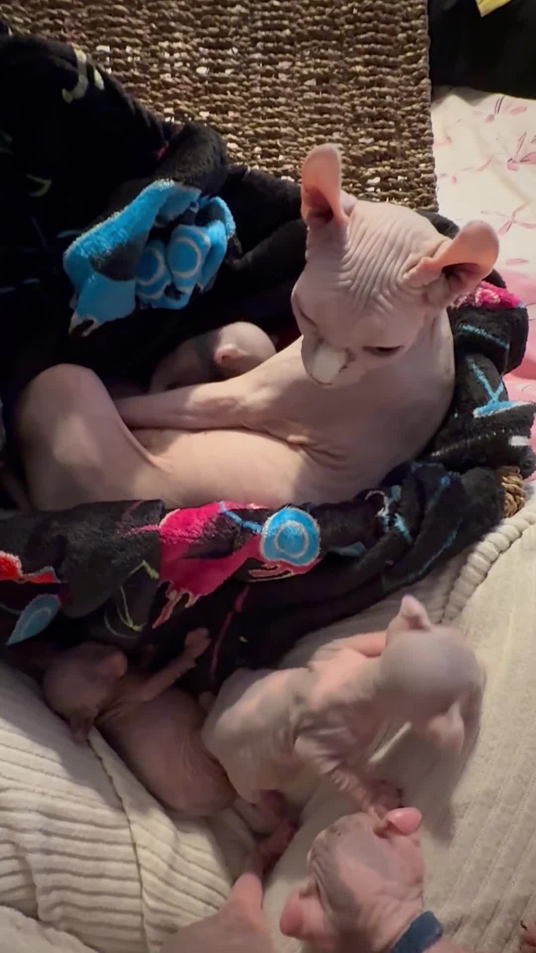 Sphynx cats for sale: Elf Sphynx kittenss - Video 2