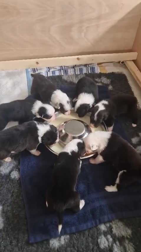Border Collie dogs for sale: Border Collie Puppies  - Video 1
