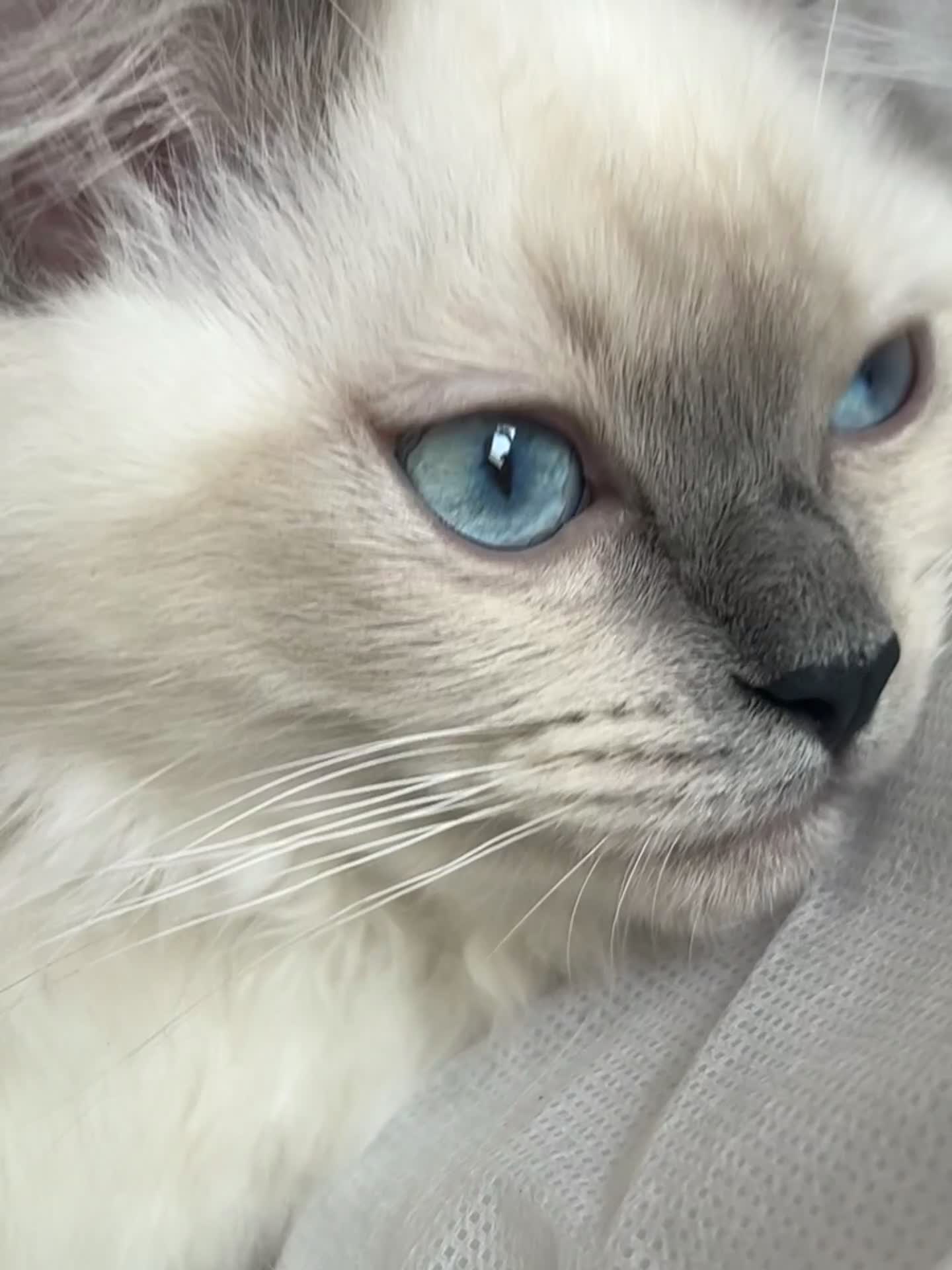Ragdoll cats for sale: 😸🐾Pure Ragdoll kitties😸🐾 2 male & 1 female🐾😸 - Video 4