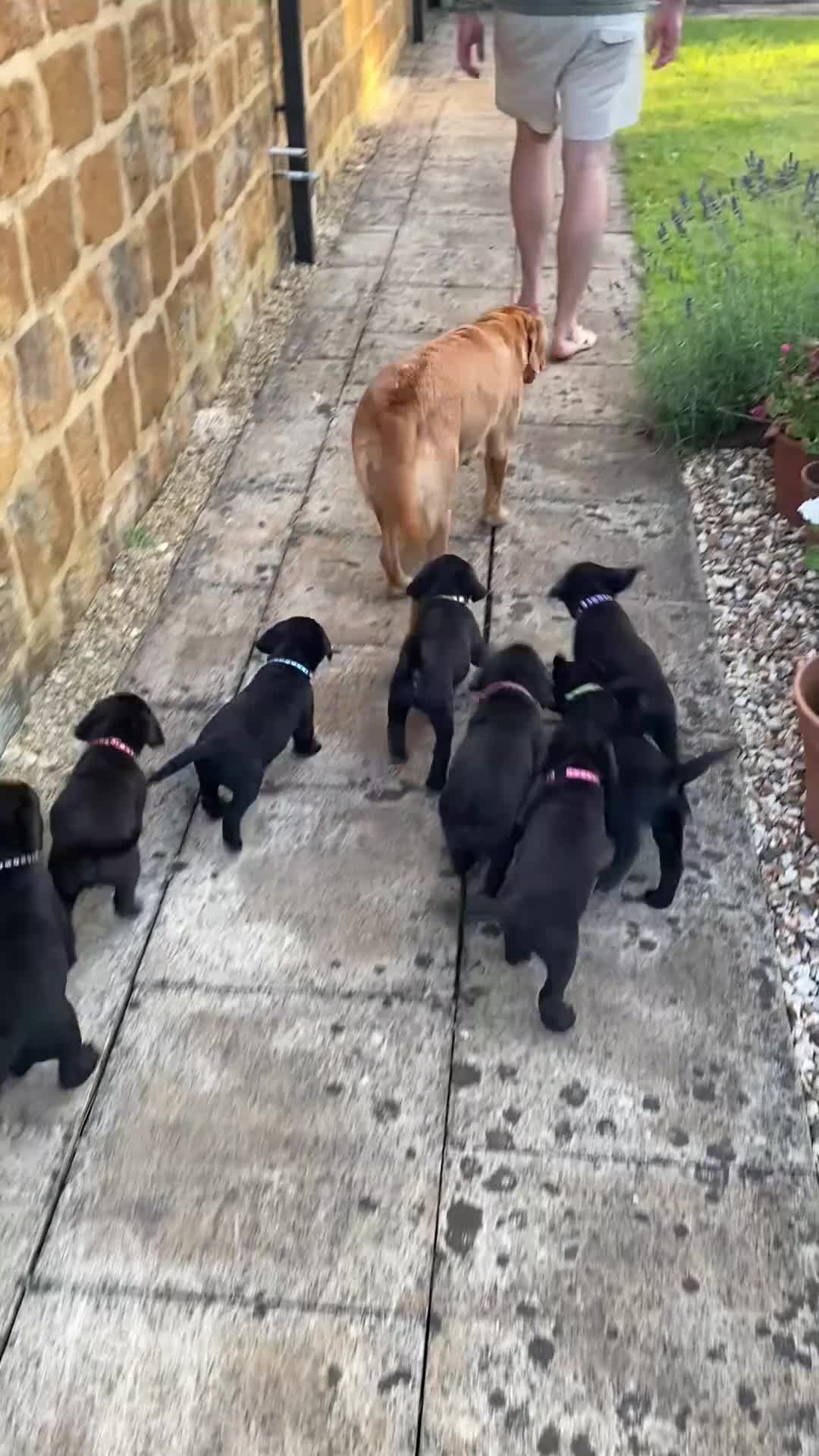 Labrador Retriever dogs for sale: Small Working Black Labrador Puppy - Health Tested - Video 2