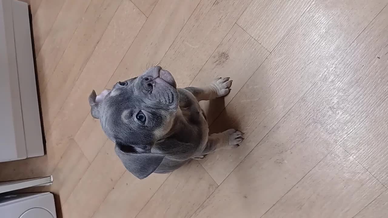 French Bulldog dogs for sale: French bulldog puppies x7  - Video 1