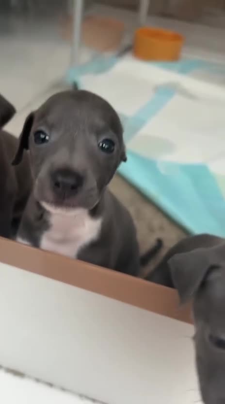 Italian Greyhound dogs for sale: Classic Italian greyhound babies  - Video 1