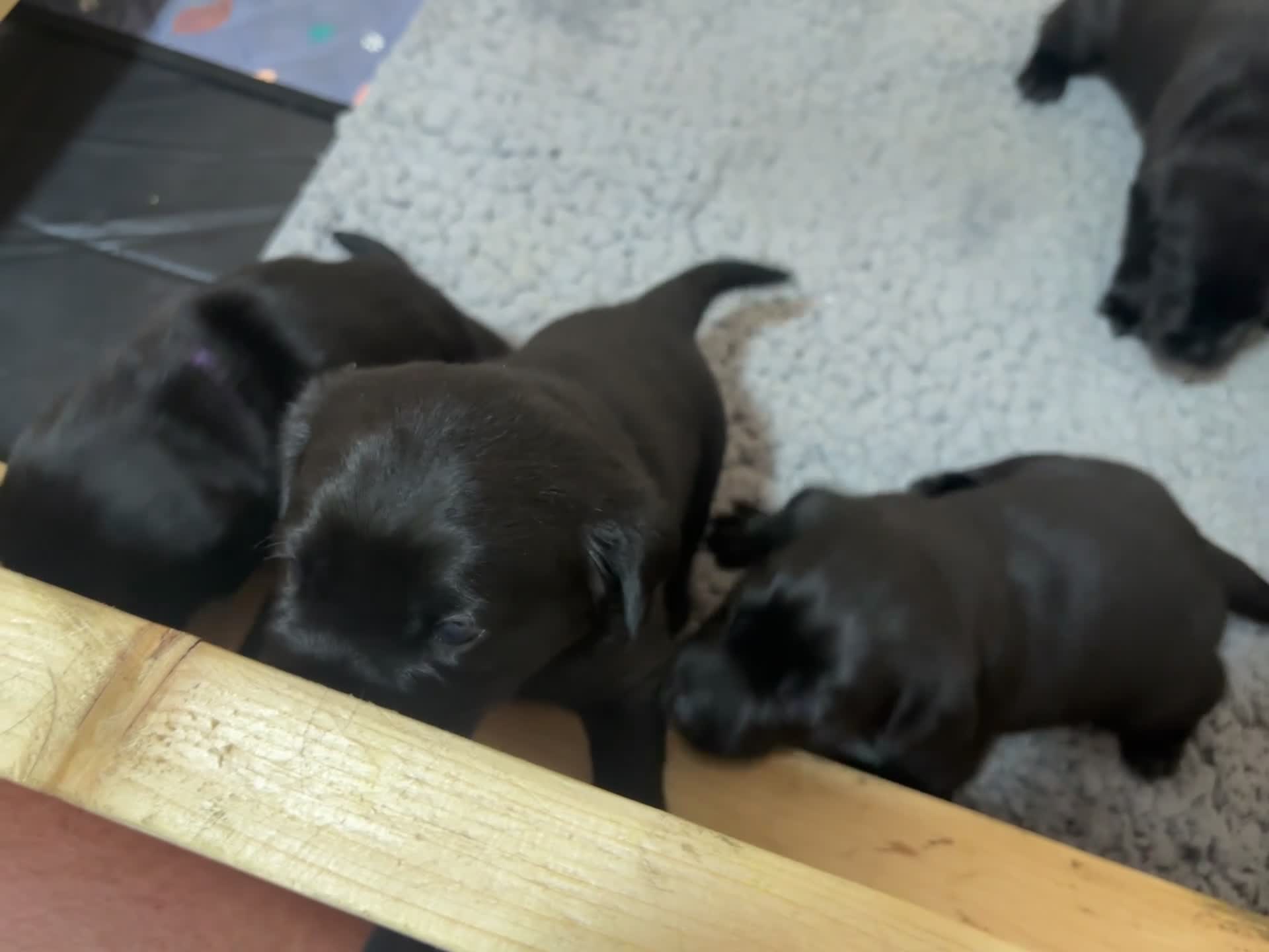 Labrador Retriever dogs for sale: Black KC Lab puppies - Video 4