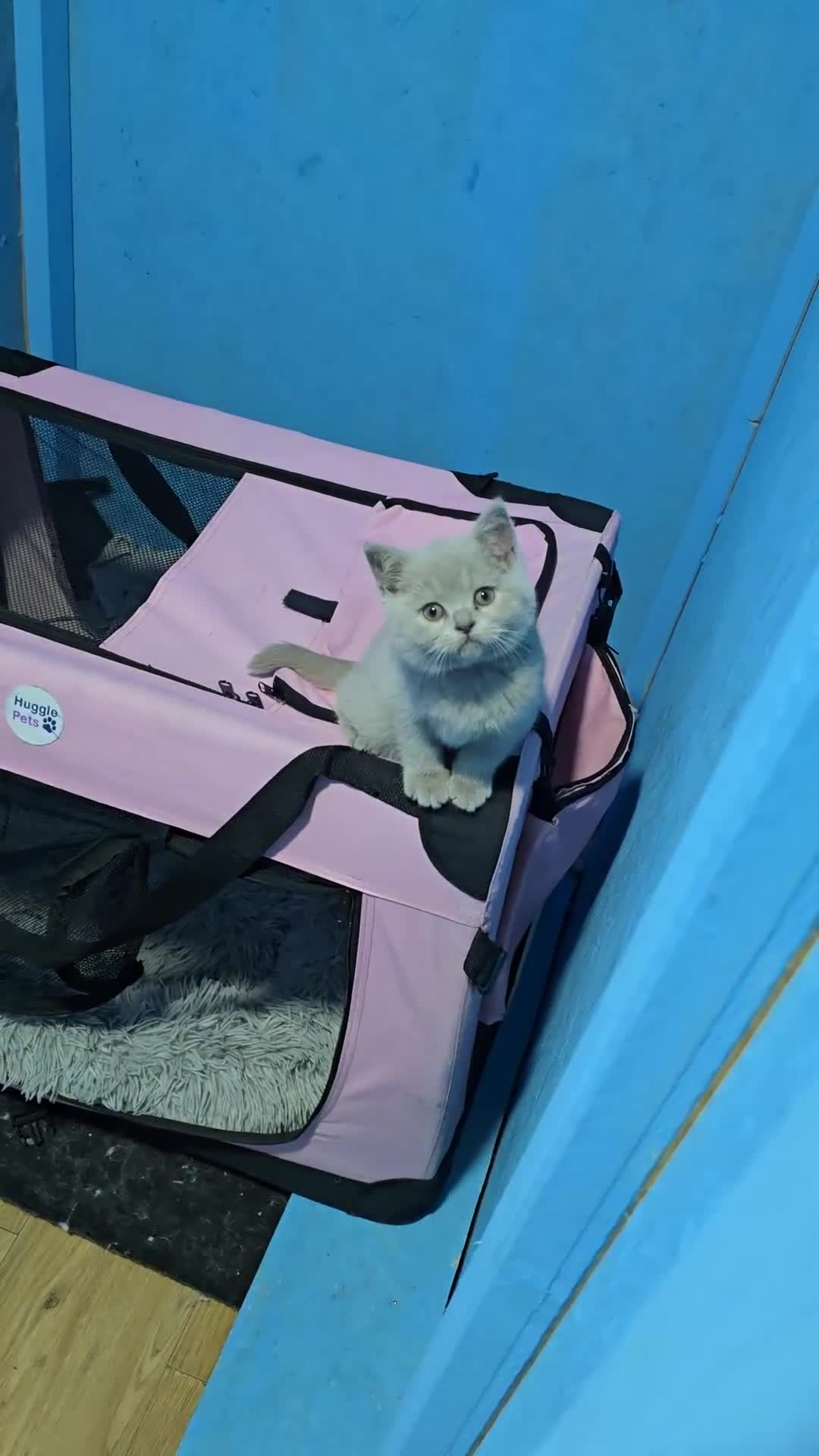British Shorthair cats for sale: British shorthair GCCF registered  in Boston - Video 2