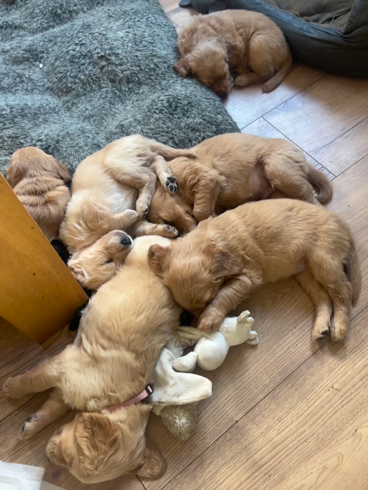 Golden Retriever dogs for sale: Gorgeous Working Type Golden Retriever Puppies  - Video 1