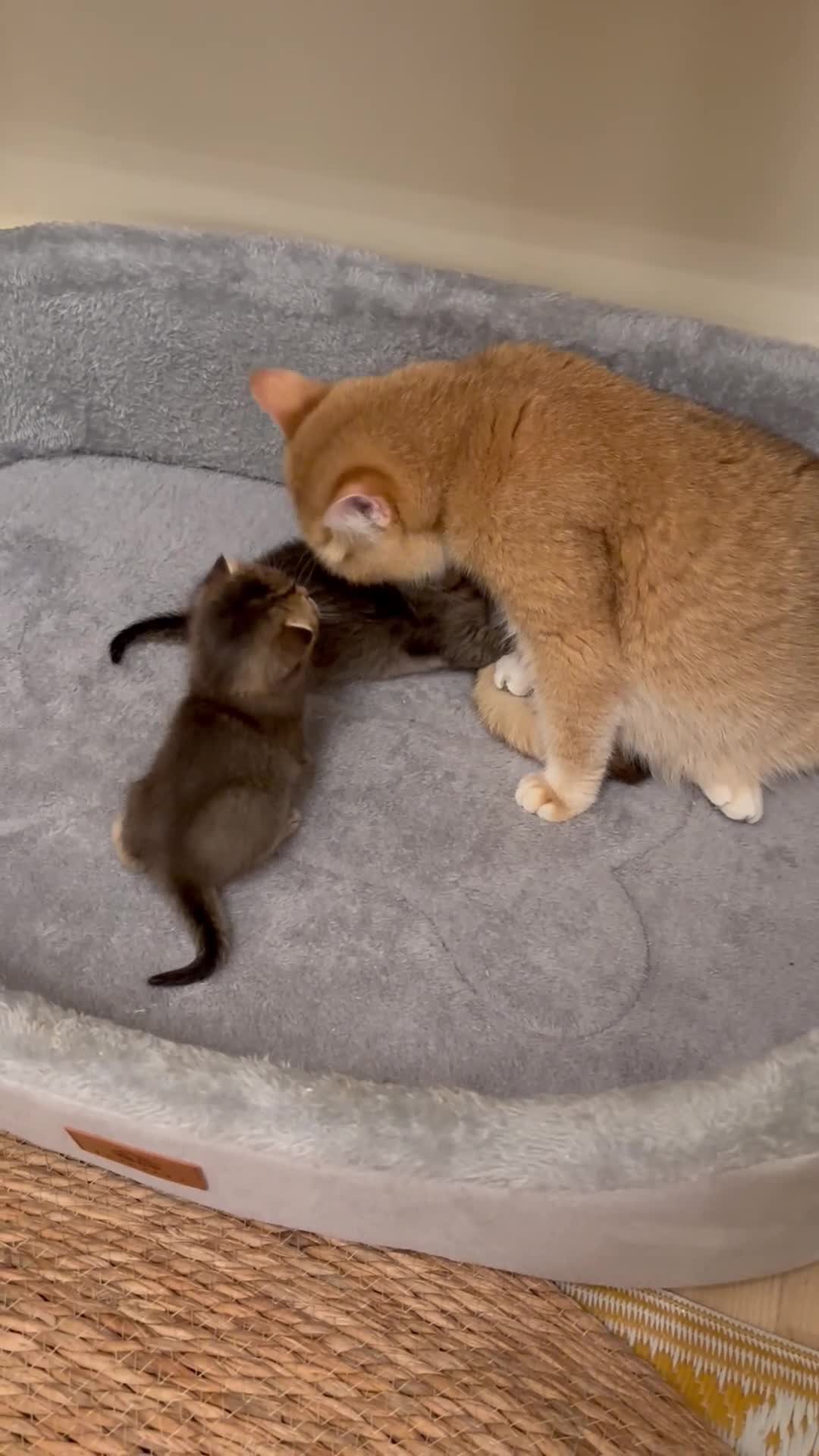 British Shorthair cats for sale: Pedigree British Shorthair kittens  - Video 1