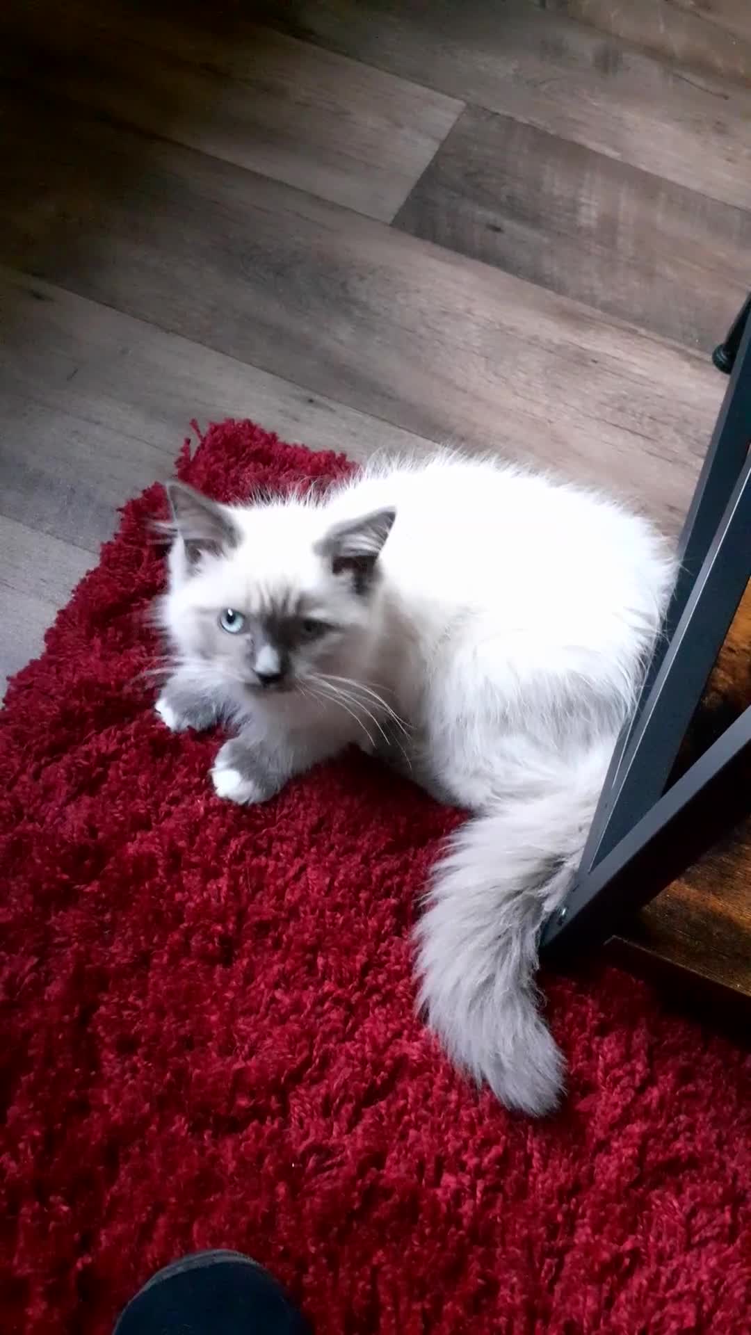 Ragdoll cats for sale: Ragdoll  - Video 2
