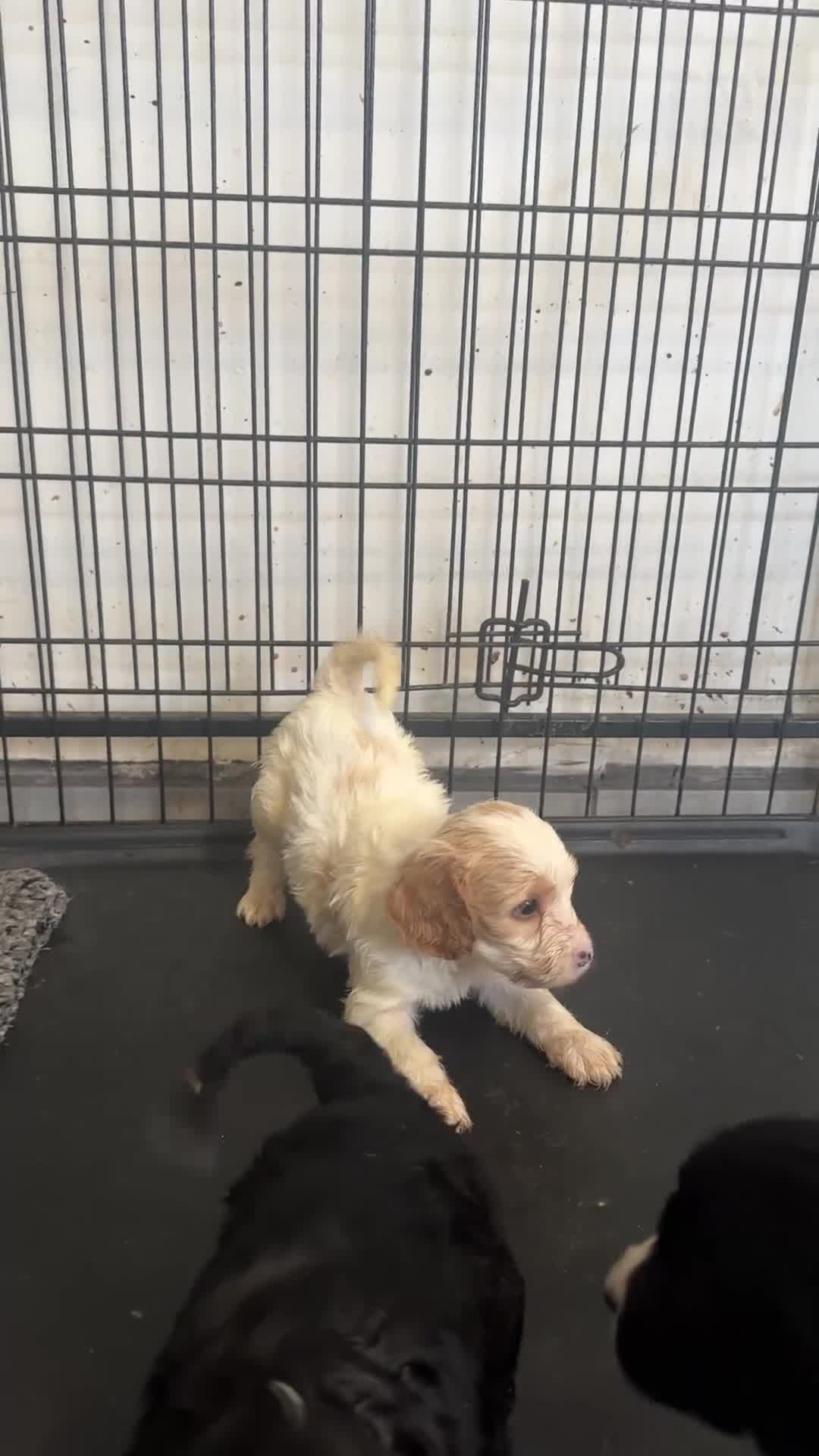 Mixed Breed dogs for sale: Cocker Spaniel x Cavapoo puppies available  - Video 1