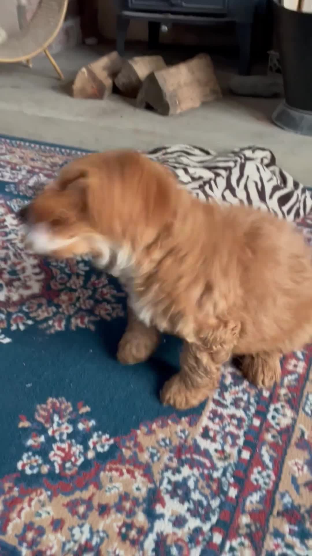 Cockapoo dogs for sale: F1 MINIATURE COCKAPOO PUPPIES DNA HEALTH TESTED  - Video 2