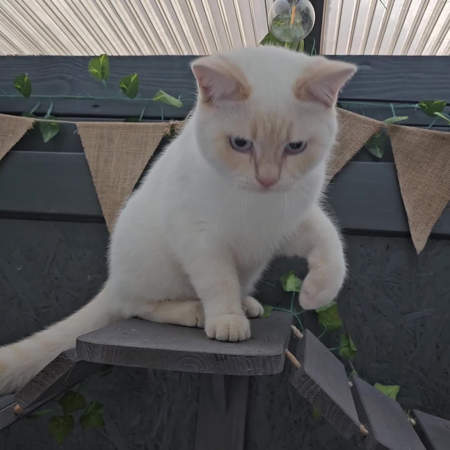 British Shorthair cats for sale: Gorgeous Cream Pointed Boy, gccf reg.  - Video 1