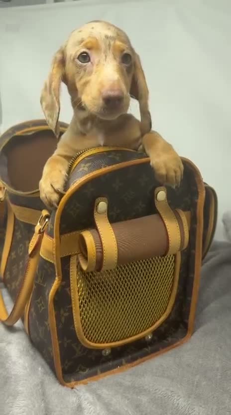 Miniature Dachshund dogs for sale: Miniature dachshund  - Video 2