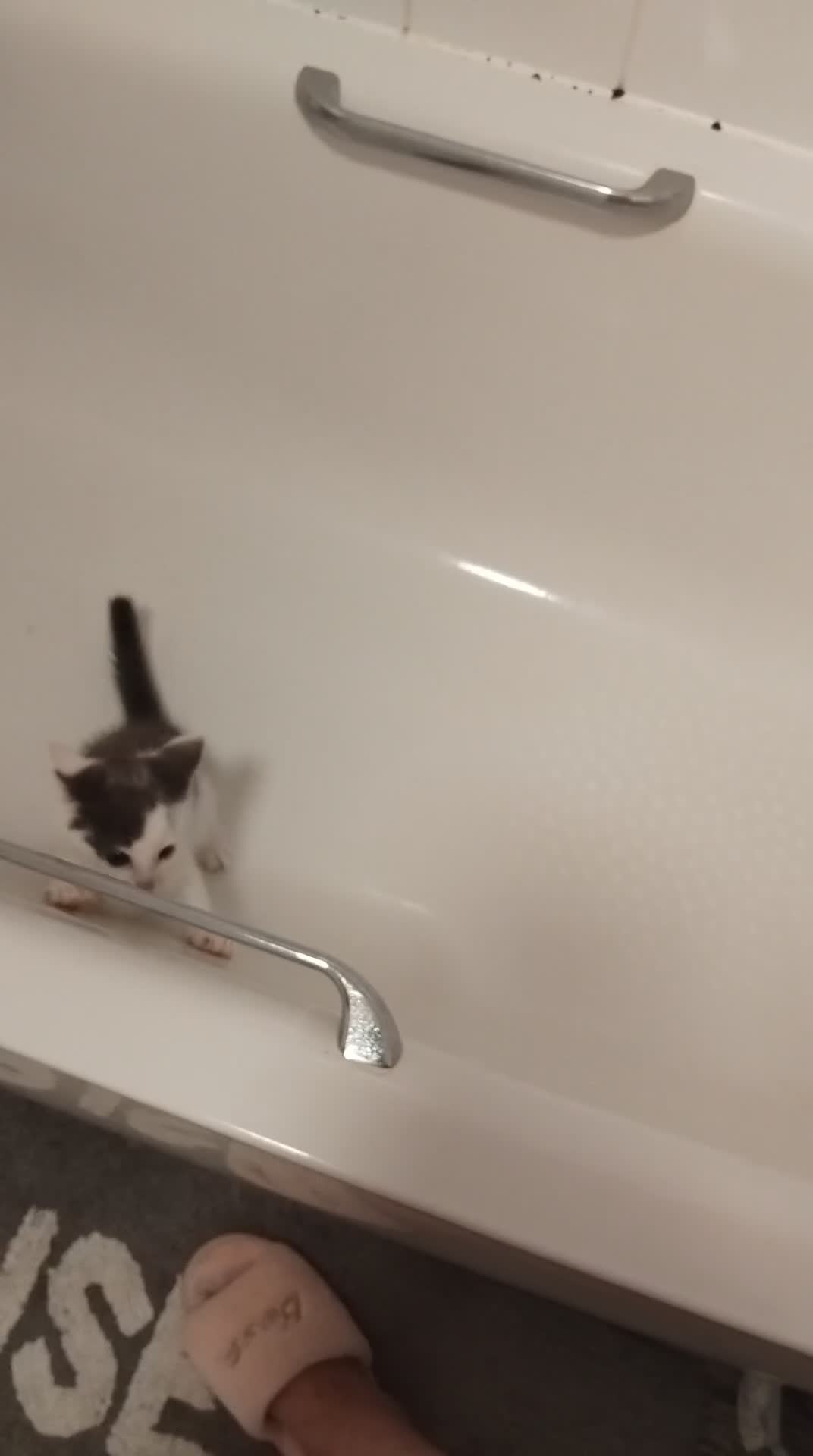Mixed Breed cats for sale: 3 months of kittens for sale in Preston - Video 1