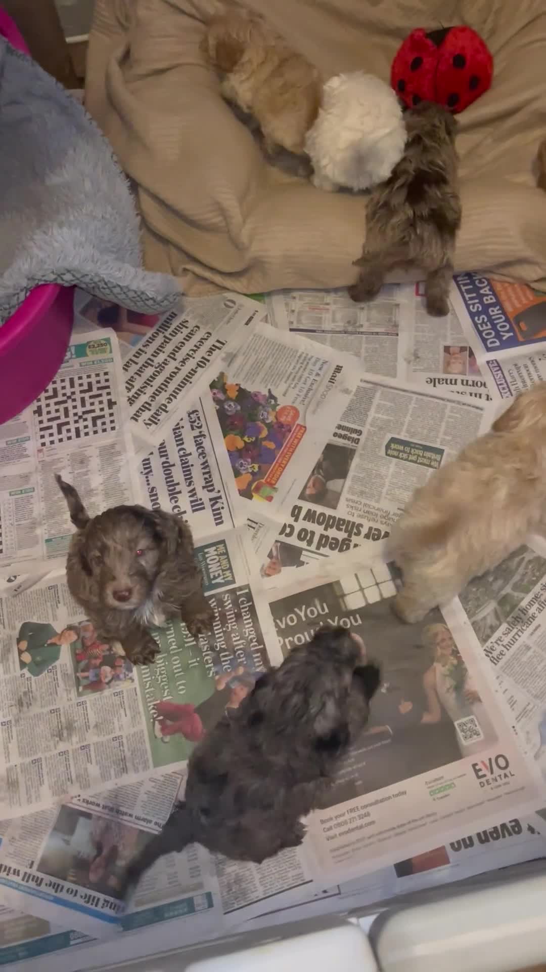 Cockapoo dogs for sale: waiting list F1b stunning miniature dna cockerpoo  - Video 1