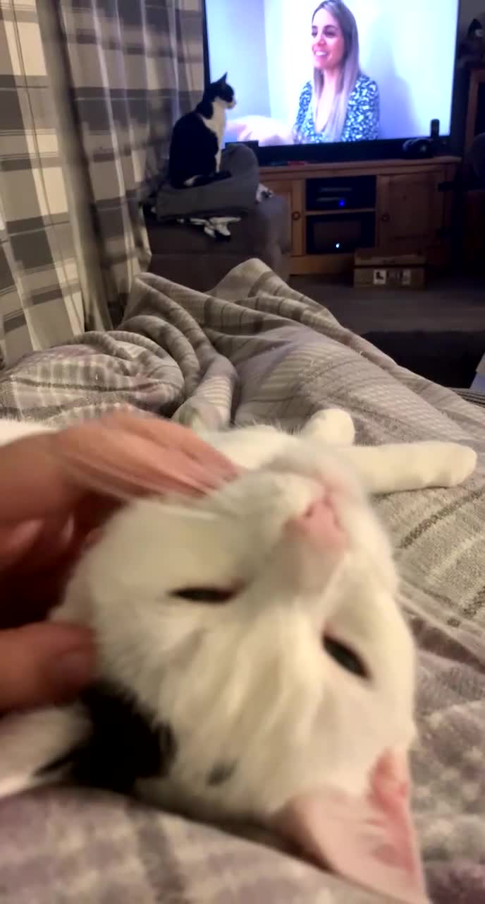 Domestic Shorthair cats for sale: TWO CATS NEED REHOMING TOGETHER  - Video 1