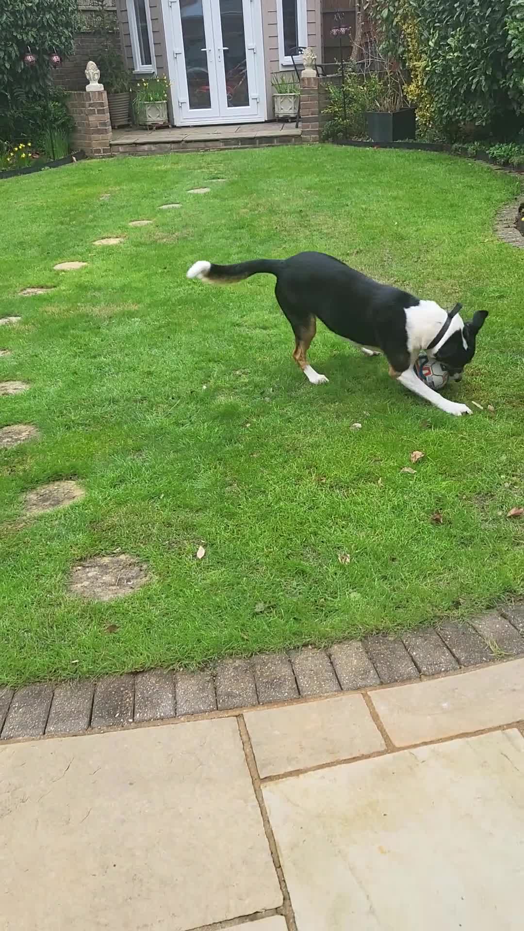 Mixed Breed dogs for stud: 6 year old male - Video 1