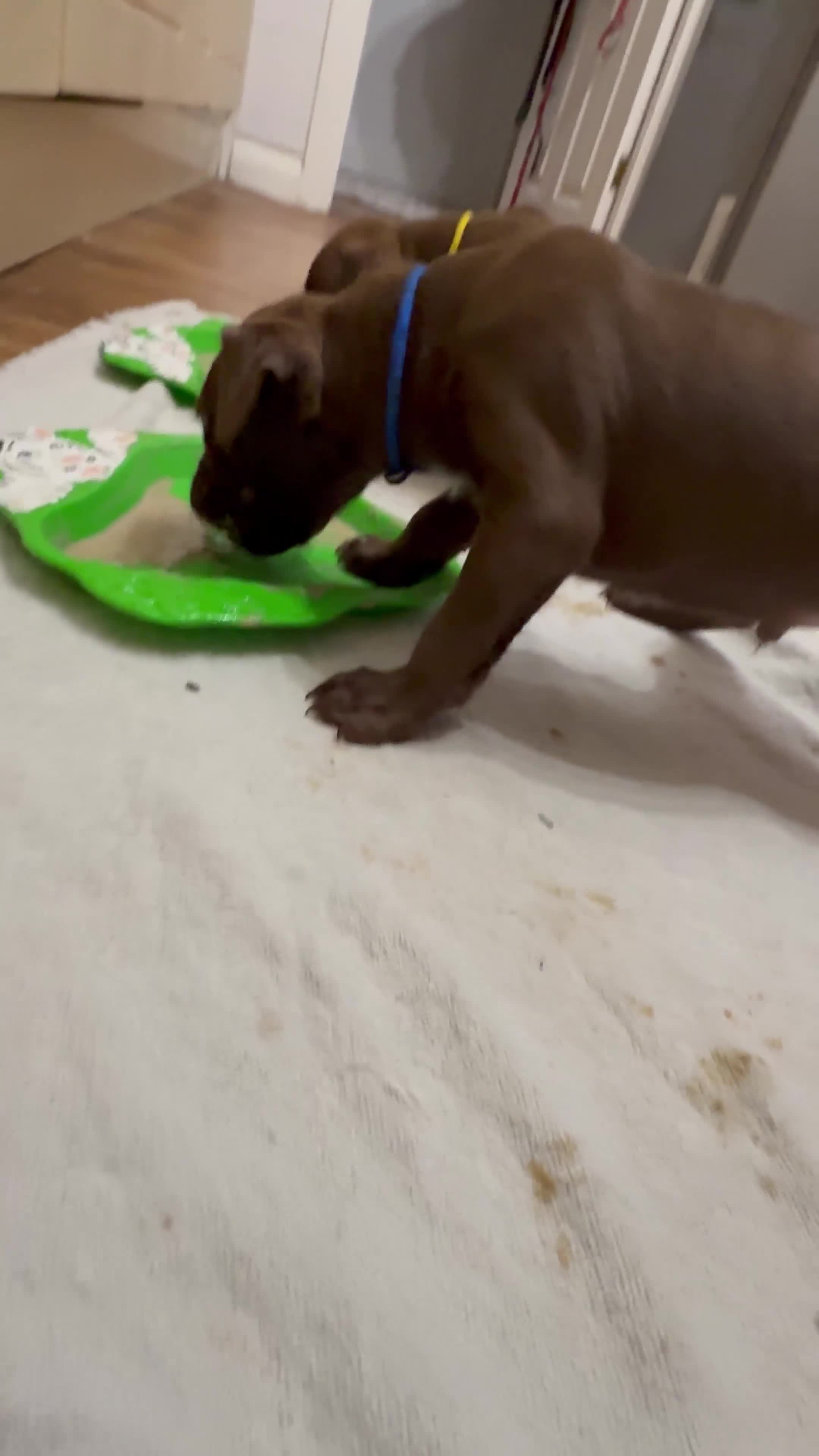 American Bull Staffy dogs for sale: Staffy Bull Puppies - Video 5