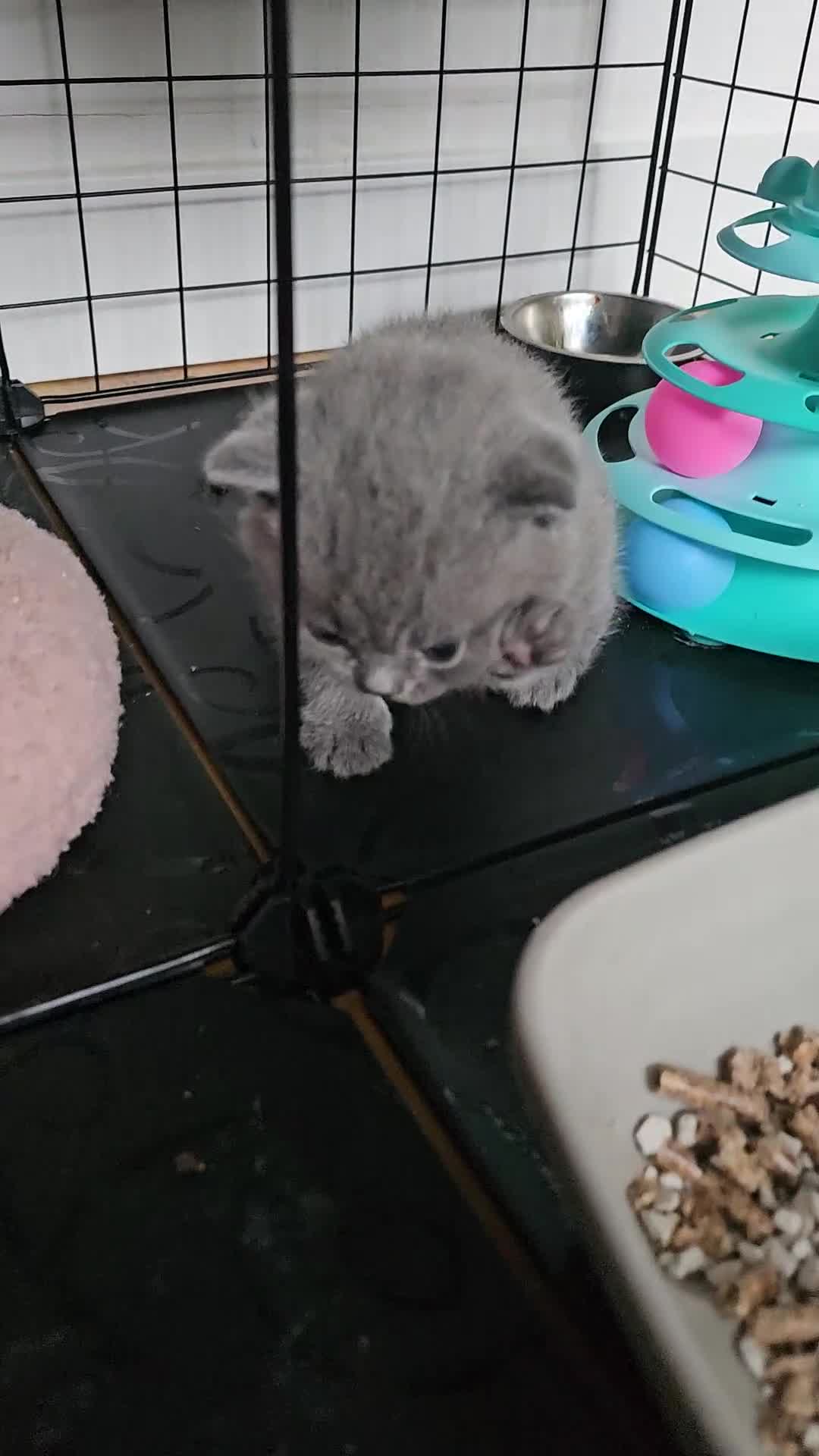 British Shorthair cats for sale: GCCF blue male  - Video 2